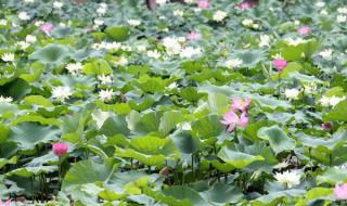 芙蓉出水是什么意思