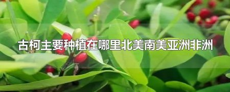 古柯主要种植在哪里 古柯主要种植在哪里