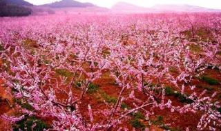 平谷桃花节在哪